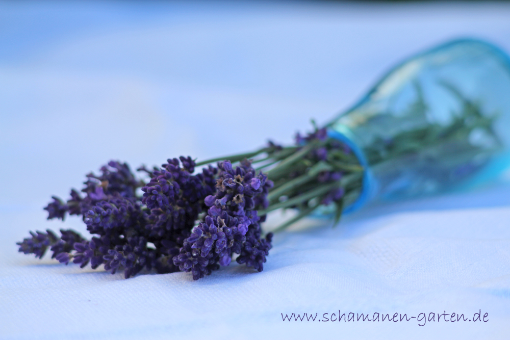 Heilwirkung Lavendel