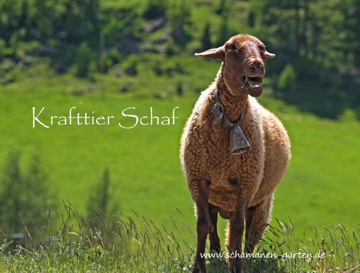 Krafttier Schaf