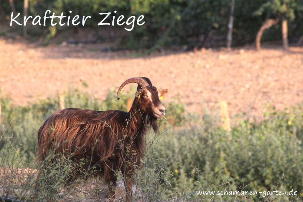 Krafttier Ziege