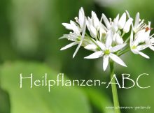 Heilpflanzen-Alphabet, Heilkräuter-ABC
