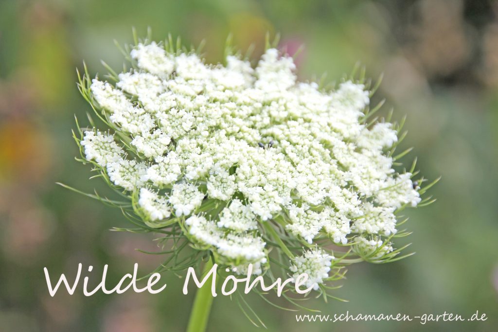 Wunderschöne Wilde Möhre Heilwirkung Fotos