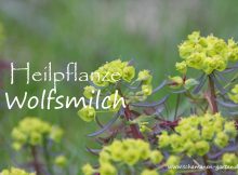 Heilpflanze Wolfsmilch