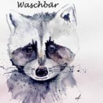 Krafttier Waschbär, spirituelle Bedeutung